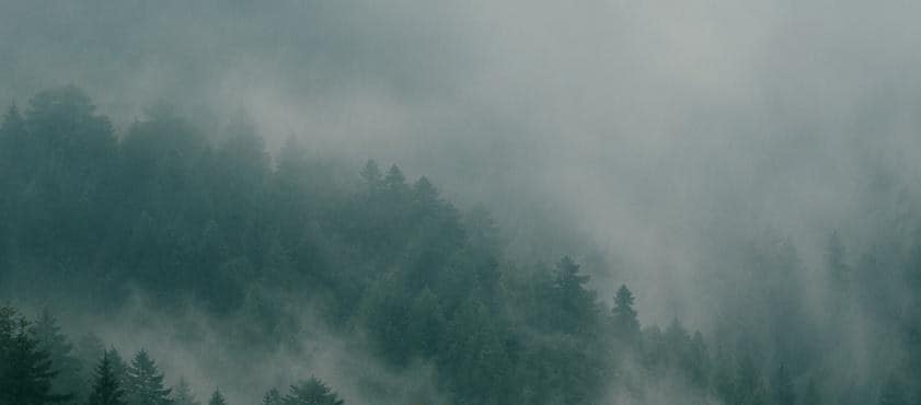 Nebel über einem dunklen Nadelwald
